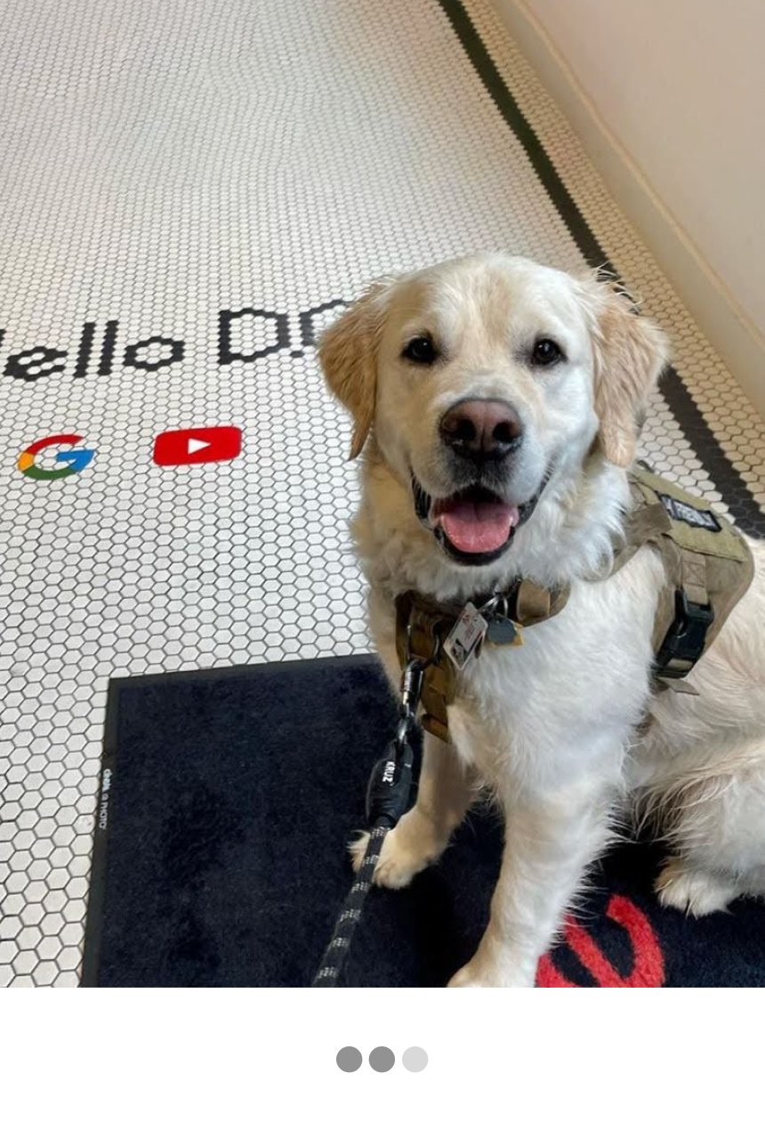 Собаки в офисах Google