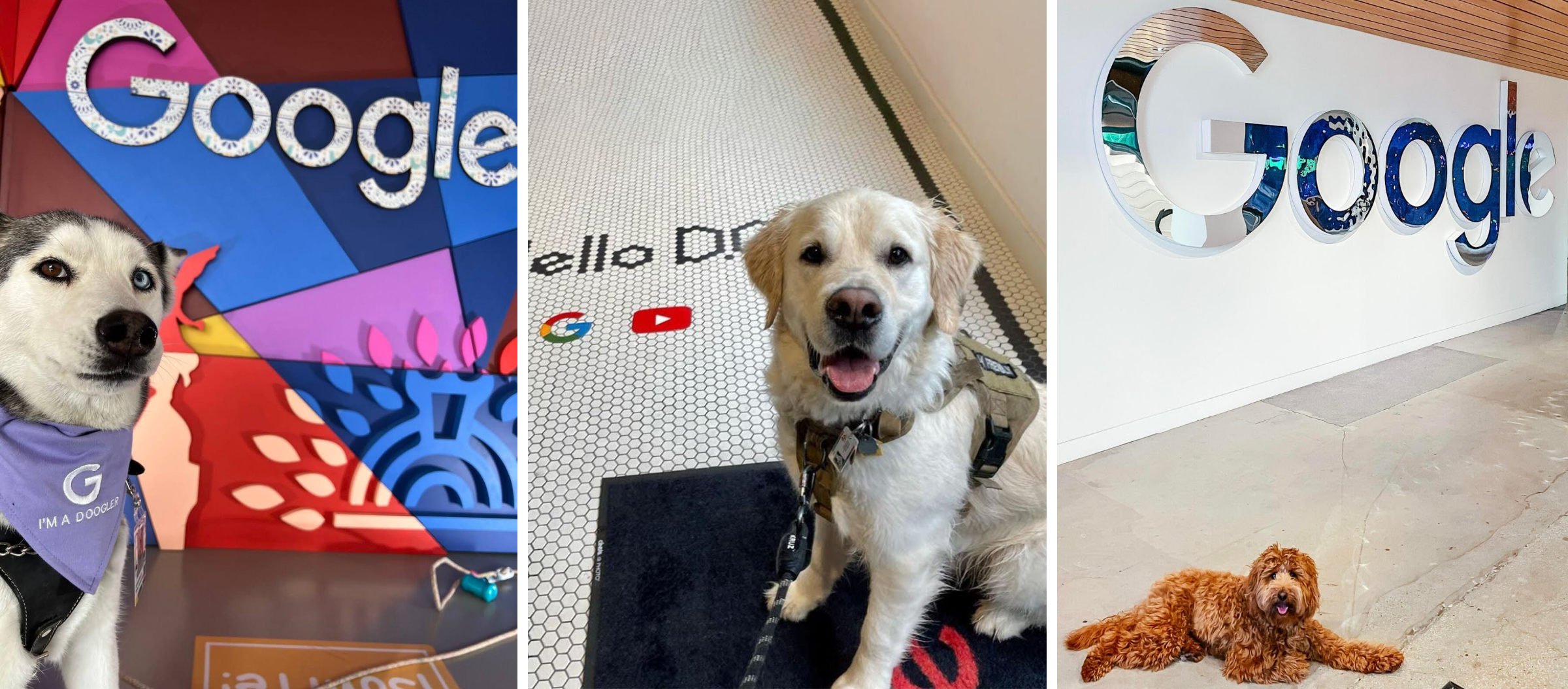 Собаки в офисах Google